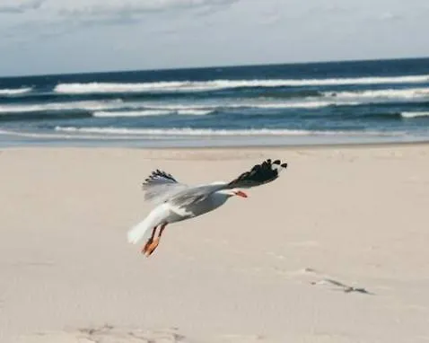 Absolute Beachfront Penthouse Sunshine Coast Qld Caloundra